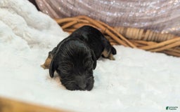 Cockapoo dogs for sale: Nigel - Image 2