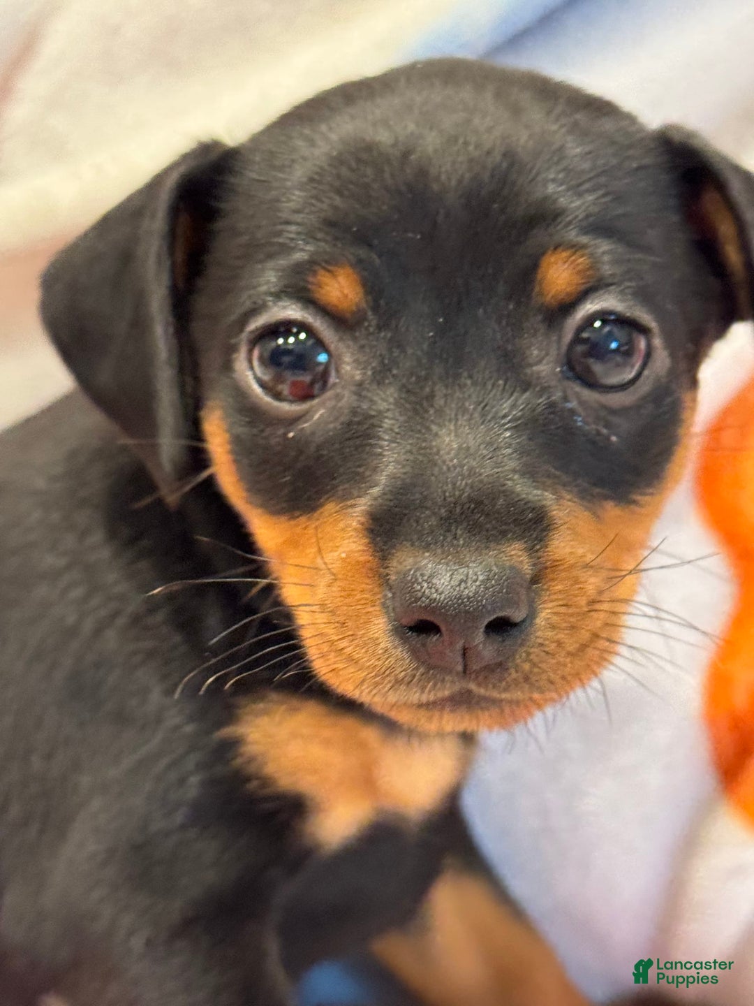 Miniature Pinscher dogs for sale: Violet - Image 4