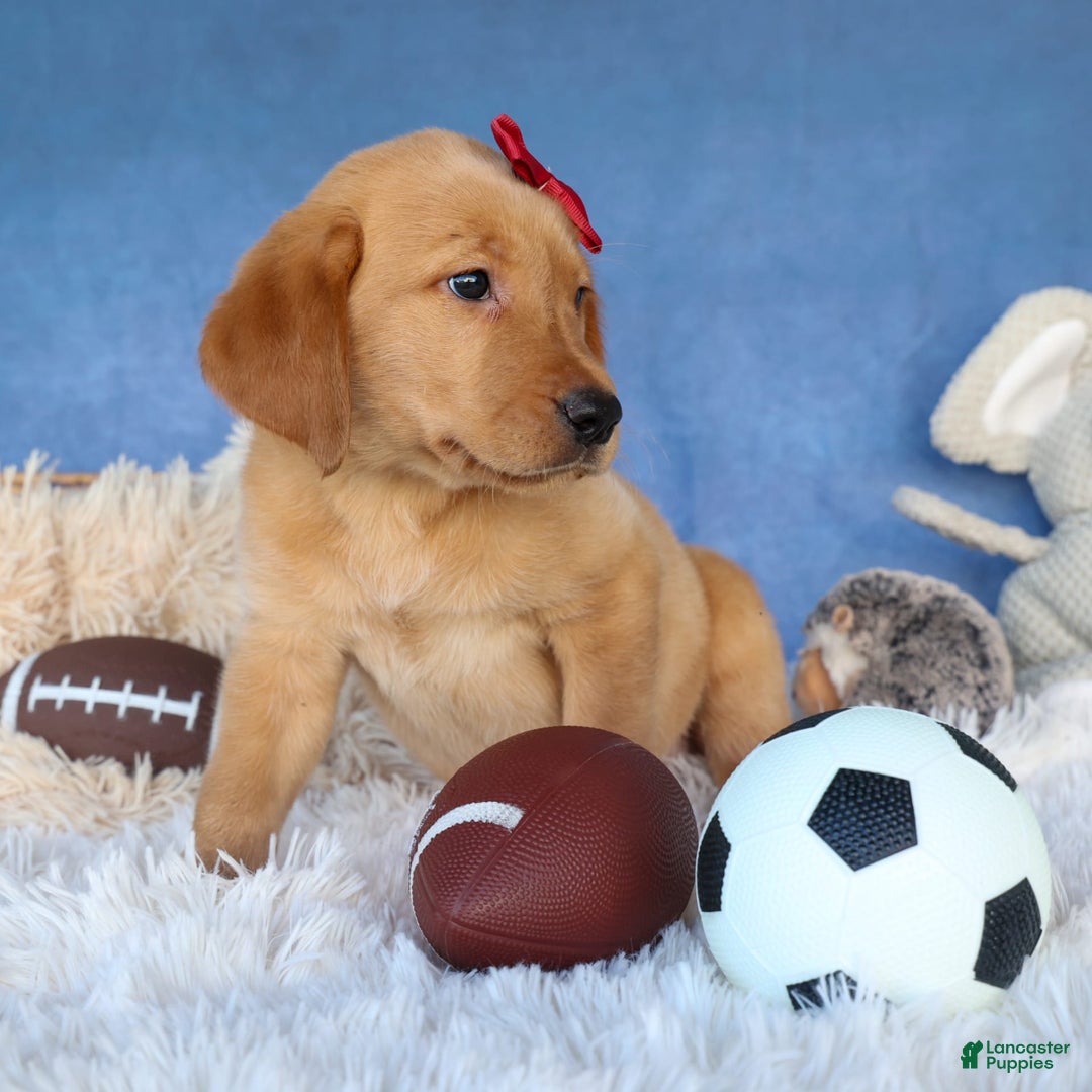 Labrador Retriever dogs for sale: Gus - Image 8