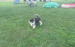 Siberian Husky dogs for sale: Tortuga - Image 11