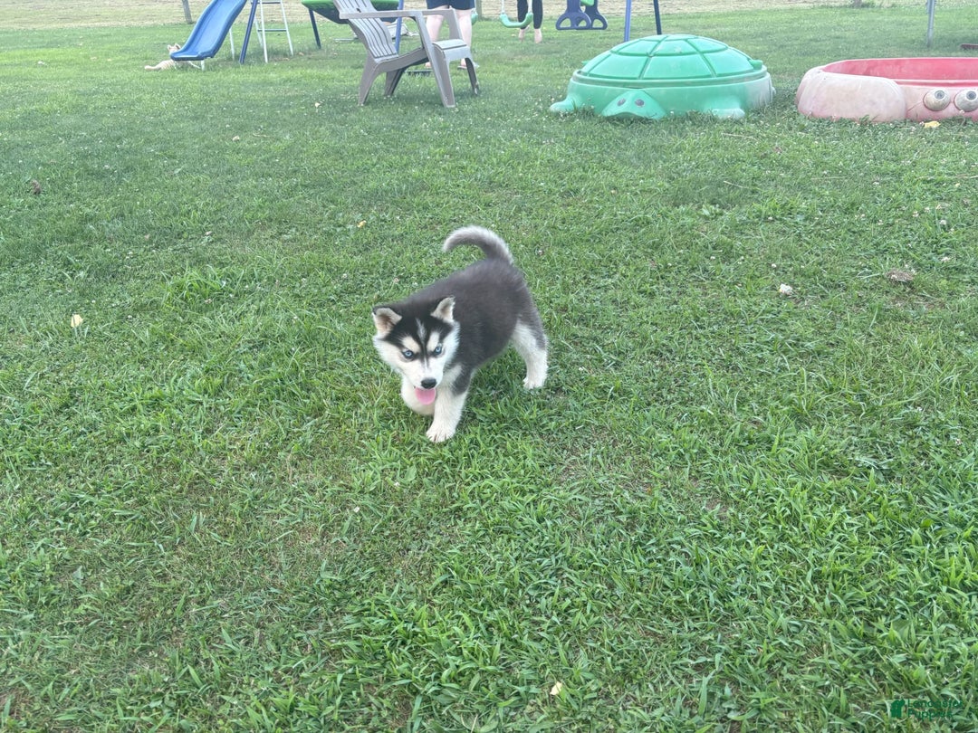 Siberian Husky dogs for sale: Tortuga - Image 11