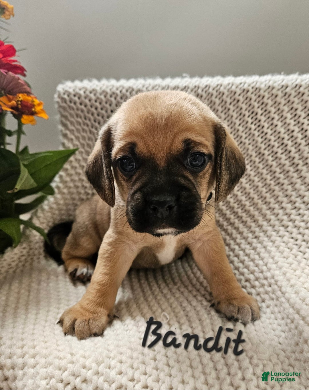 Puggle dogs for sale: Bandit - Image 5