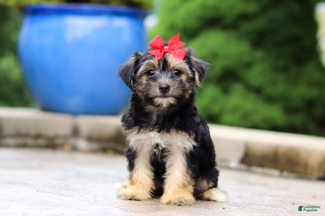 Morkie dogs for sale: Janis - Image 7