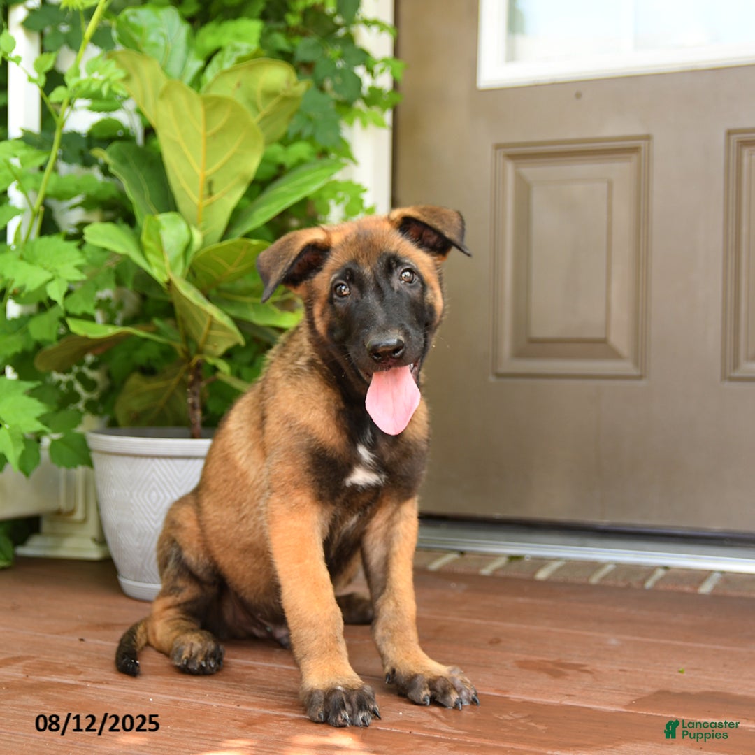 Belgian Malinois dogs for sale: Thane - Image 1