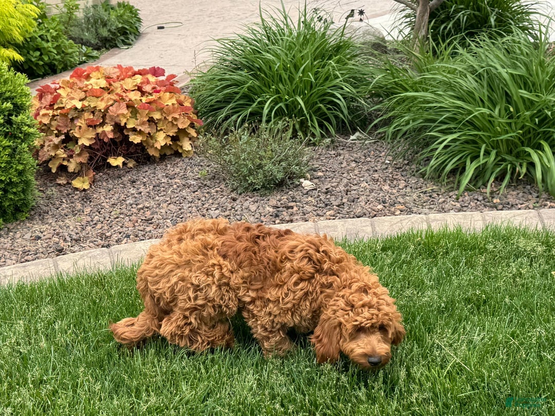 Cockapoo dogs for sale: Manny - Image 5