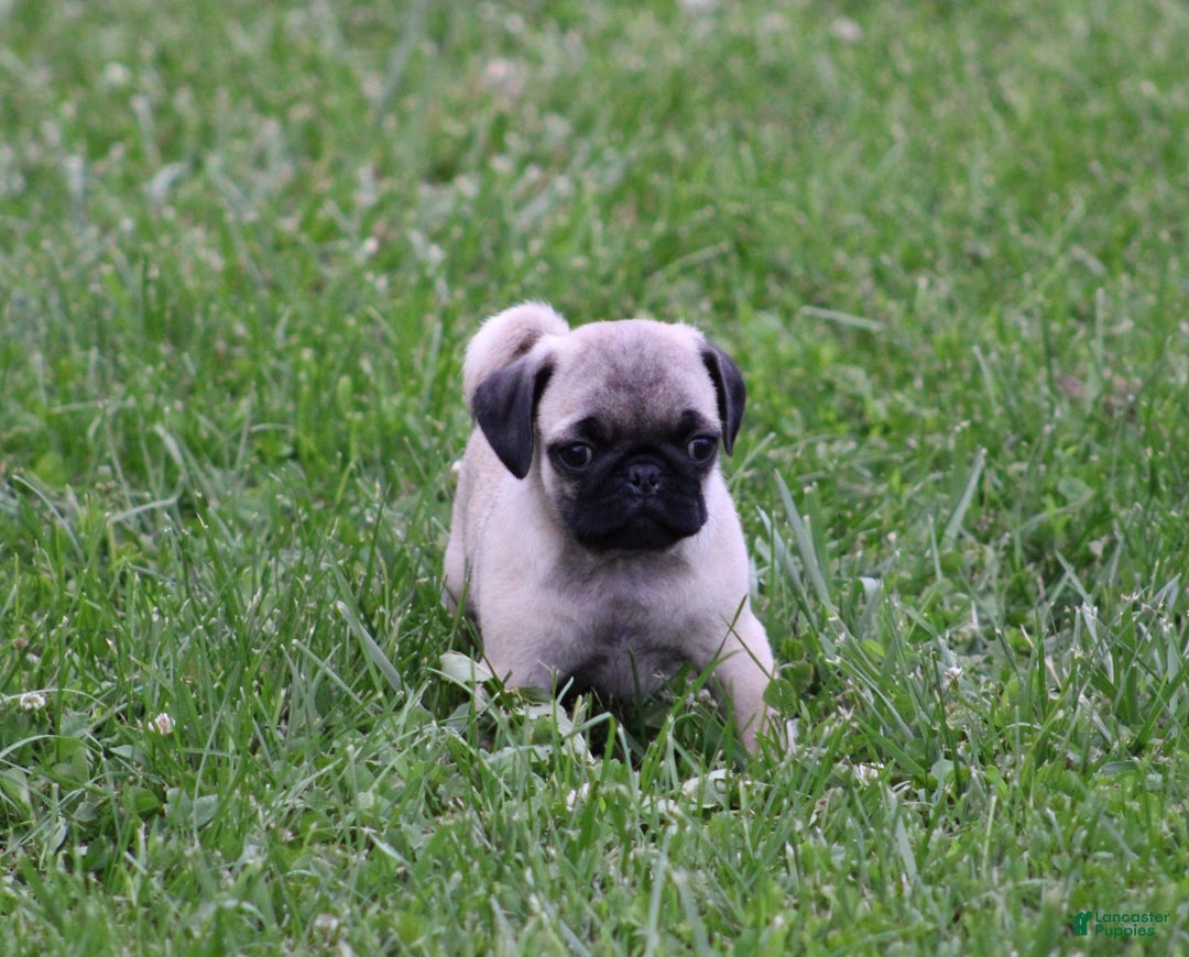 Pug dogs for sale: Galen - Image 13