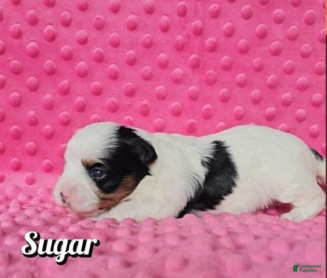 Yorkshire Terrier dogs for sale: Sugar - Image 6