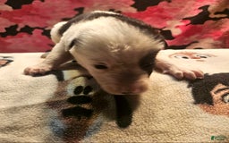 Border Collie dogs for sale: I-dog - Image 29