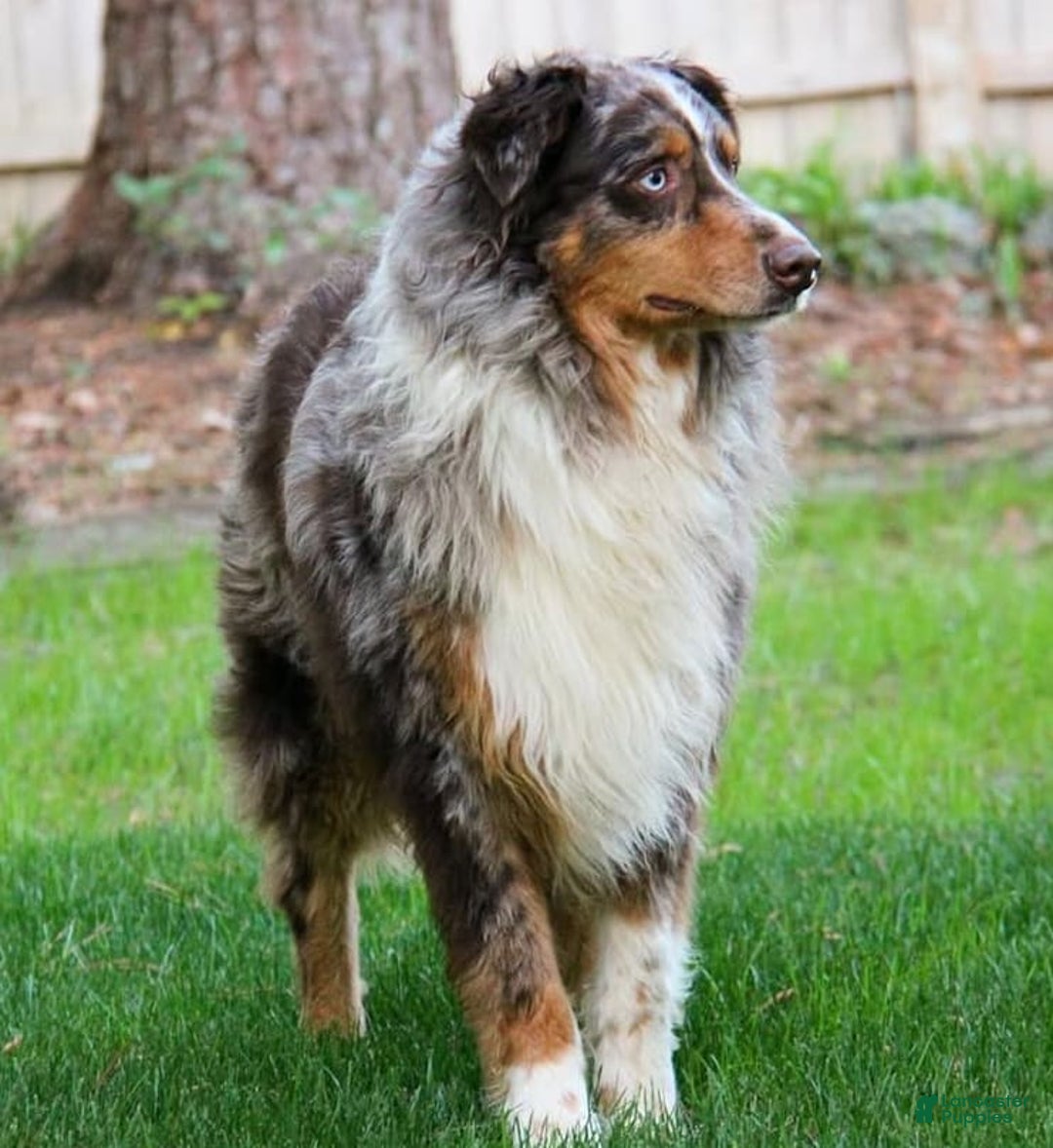 Australian Shepherd dogs for sale: Rosemary - Image 4