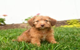 Jack Russell Terrier dogs for sale: Kody - Image 3