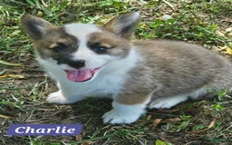 Welsh Corgi Pembroke dogs for sale: Charlie - Image 2