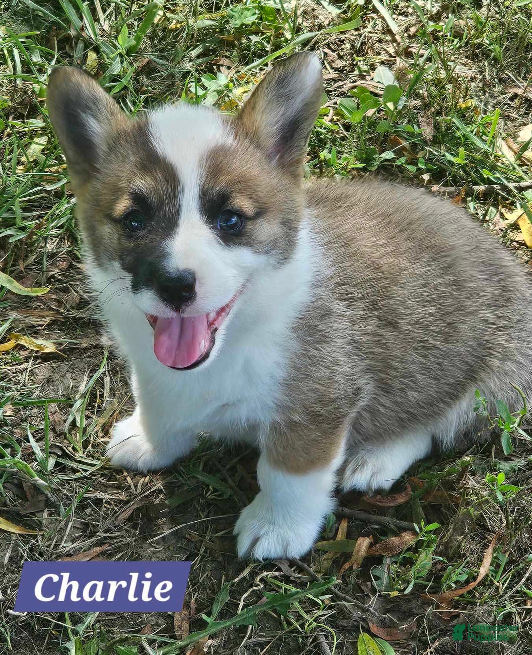 Welsh Corgi Pembroke dogs for sale: Charlie - Image 2