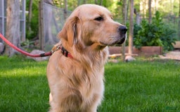 Golden Retriever dogs for sale: Dopey Aka Yellow - Image 5