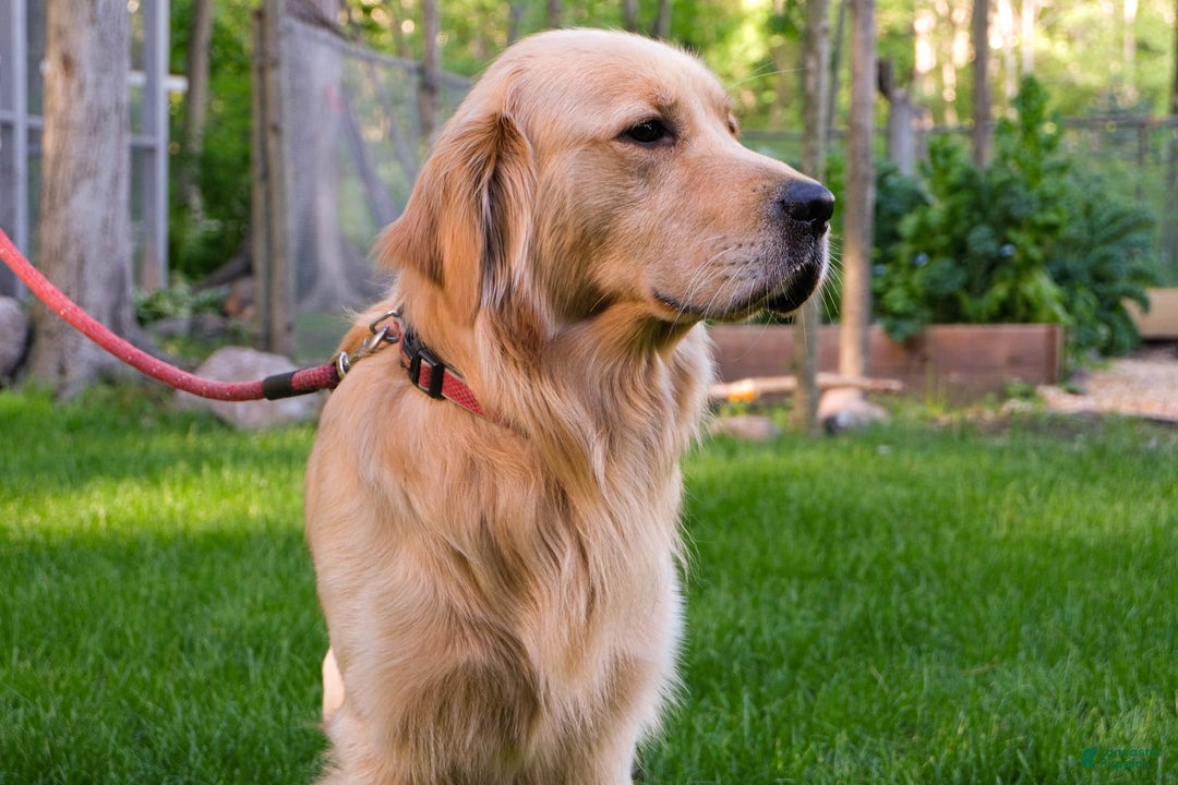 Golden Retriever dogs for sale: Dopey Aka Yellow - Image 5