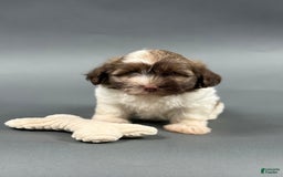 Havanese dogs for sale: ODEN - Image 3