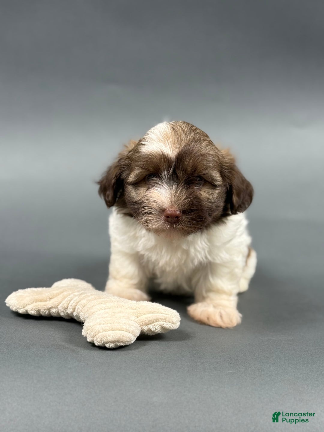 Havanese dogs for sale: ODEN - Image 3
