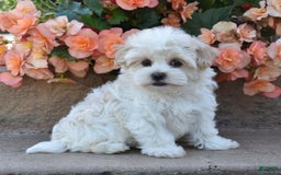 Havanese dogs for sale: Shelly - Image 2