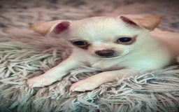 Chihuahua dogs for sale: Brody - Image 3