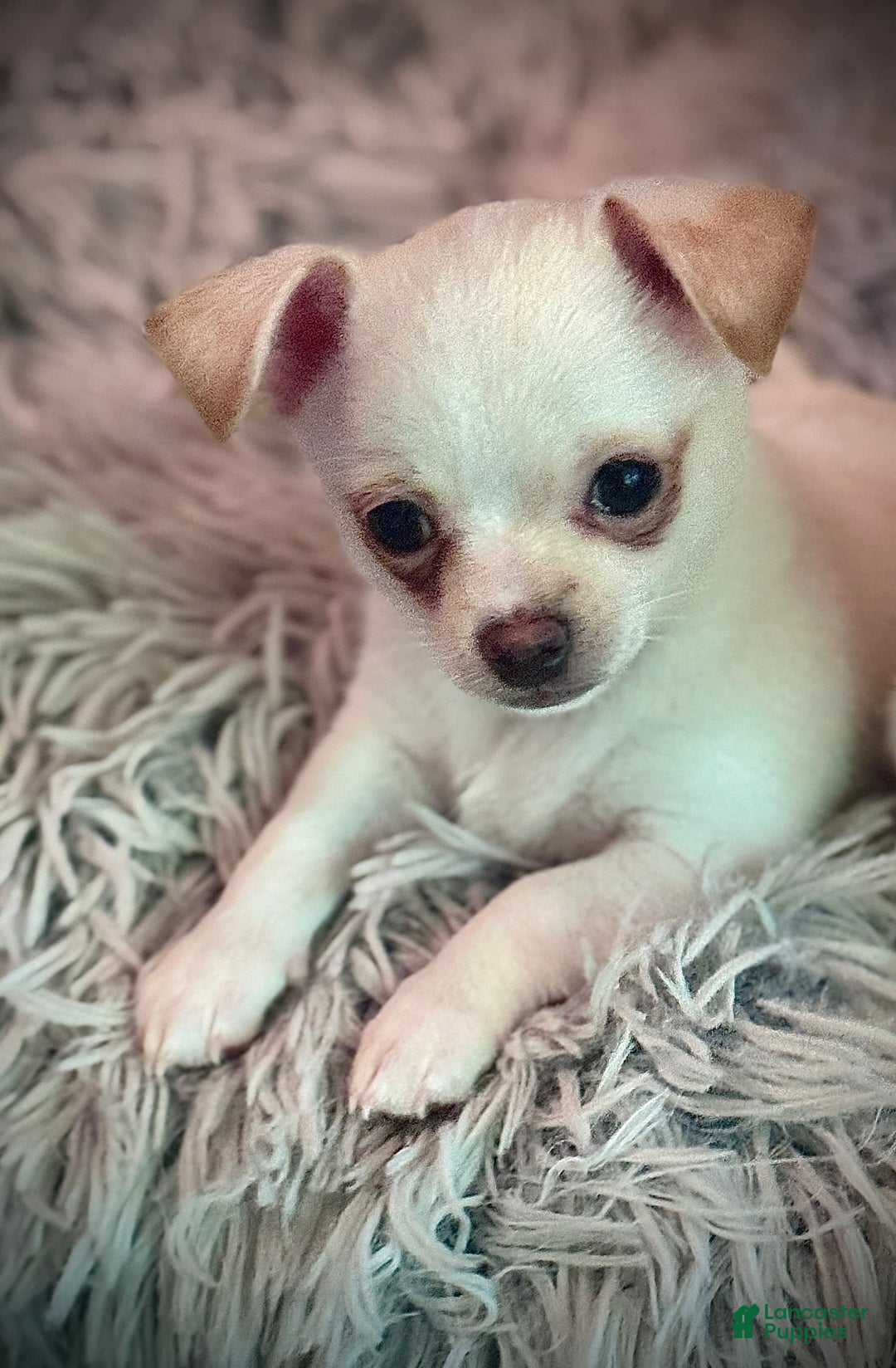 Chihuahua dogs for sale: Brody - Image 3