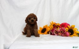 Mini Goldendoodle dogs for sale: Bryssa - Image 4