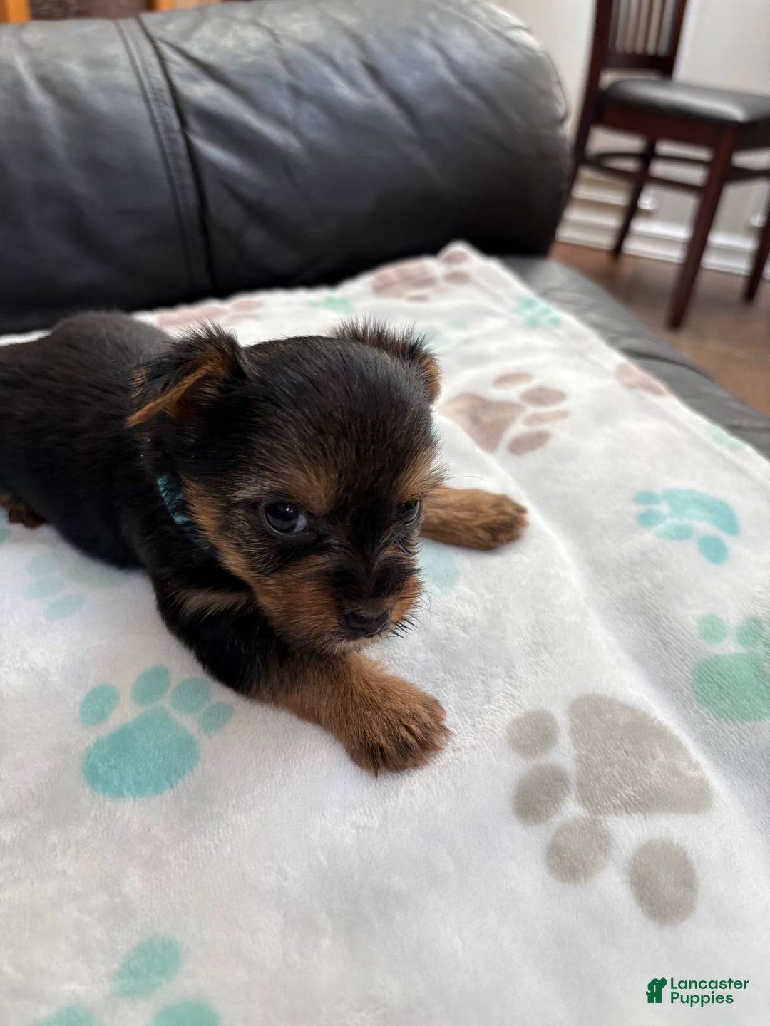 Yorkshire Terrier dogs for sale: Buddy - Image 8