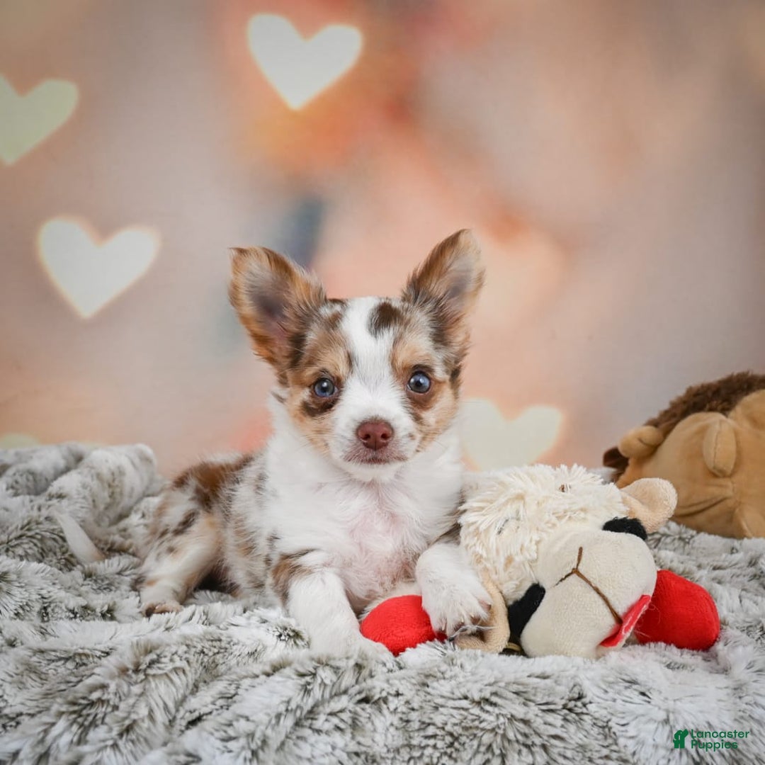 Chihuahua dogs for sale: Romer - Image 7