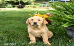 Goldador dogs for sale: Sophie - Image 2