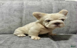 French Bulldog dogs for sale: Butterscotch - Image 2