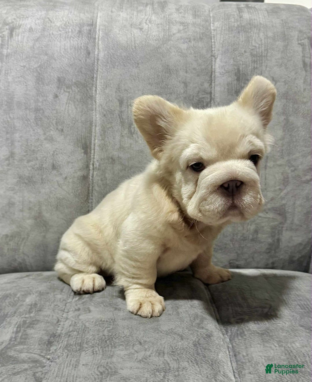 French Bulldog dogs for sale: Butterscotch - Image 2