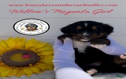 Mini Bernedoodle dogs for sale: Willows Magenta Girl - Image 17