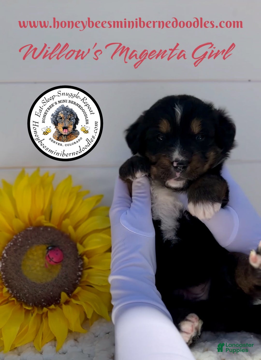 Mini Bernedoodle dogs for sale: Willows Magenta Girl - Image 17