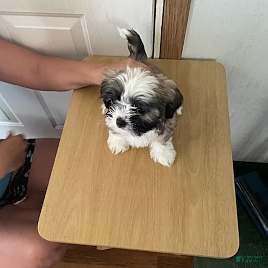 Shih Tzu dogs for sale: Baby Doll - Image 3