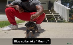 Rottweiler dogs for sale: Blue Collar - Image 2