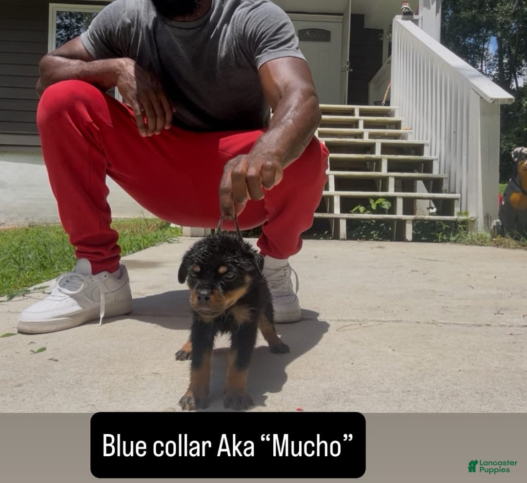 Rottweiler dogs for sale: Blue Collar - Image 2