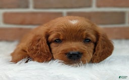 Goldendoodle dogs for sale: Ranger - Image 17