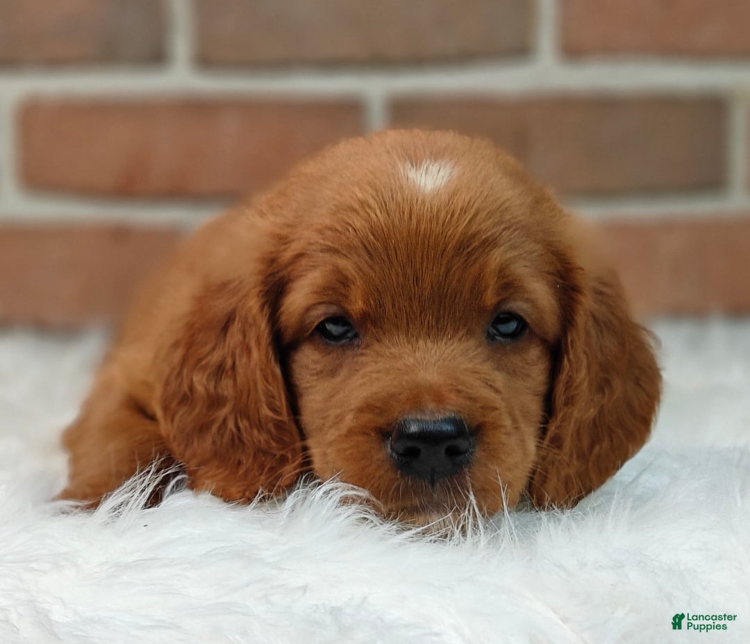 Goldendoodle dogs for sale: Ranger - Image 17