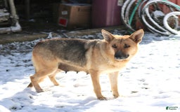 German Shepherd dogs for sale: Angie - Image 2