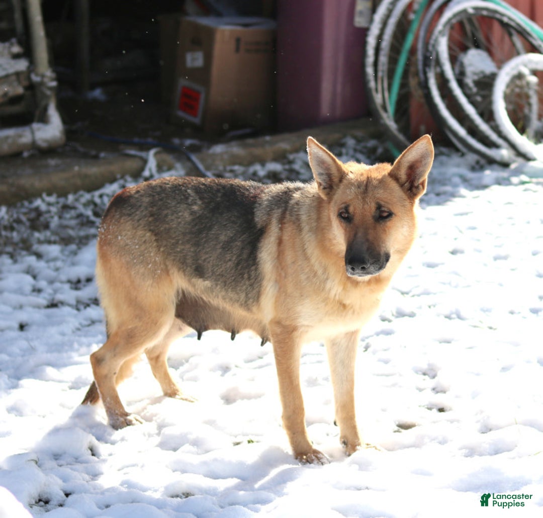 German Shepherd dogs for sale: Angie - Image 2