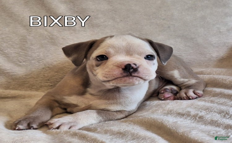 Olde English Bulldogge dogs for sale - Ad 3