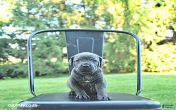 Cane Corso dogs for sale: Asia - Image 3