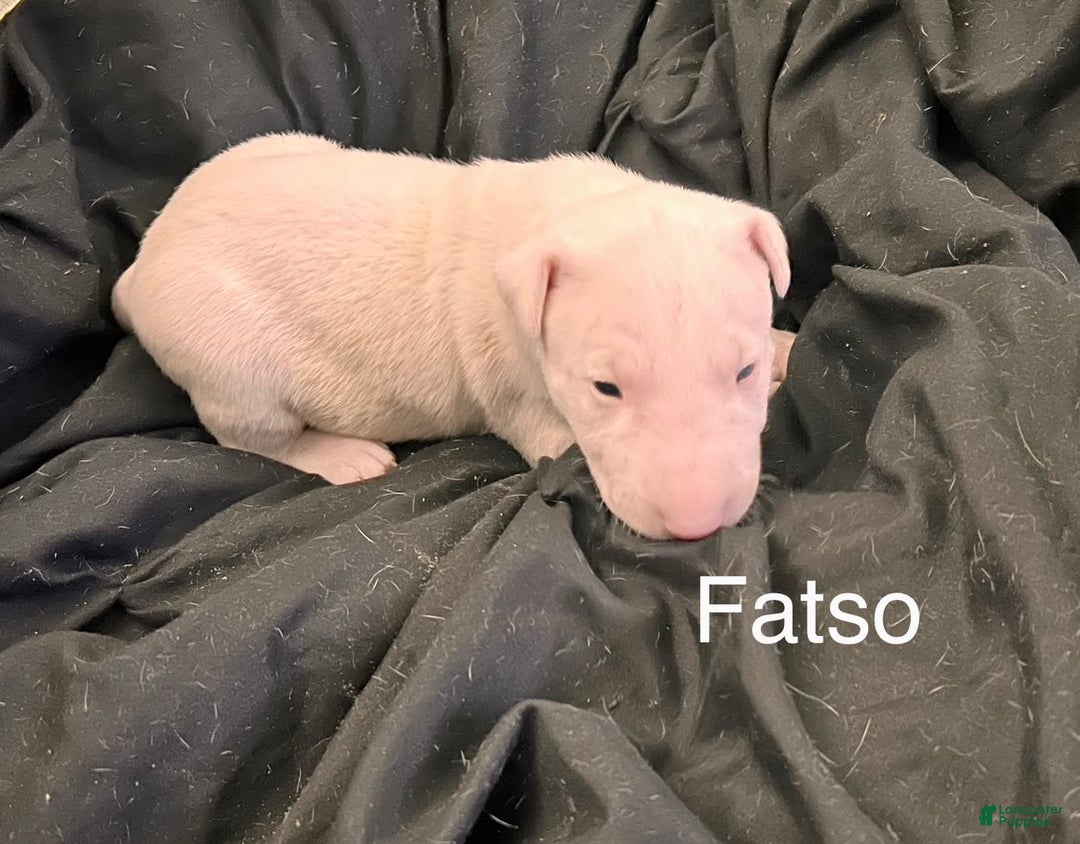 Bull Terrier dogs for sale: Fatso - Image 1