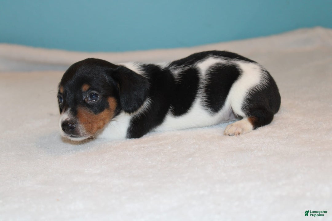 Miniature Dachshund dogs for sale: Chloe Mini - Image 29