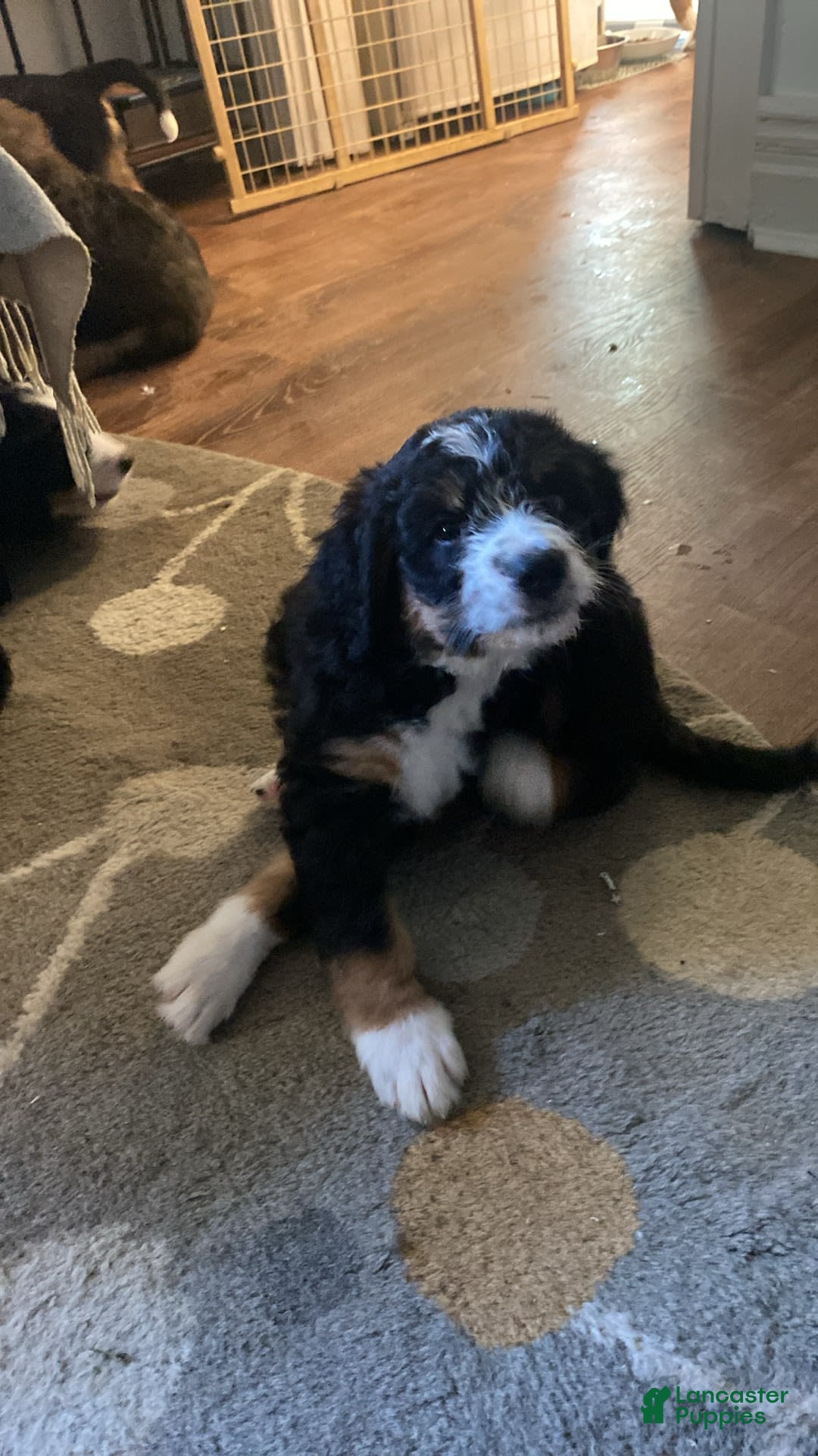 Bernedoodle dogs for sale: Domino - Image 4