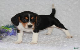 Beagle dogs for sale: Whitley - Image 4