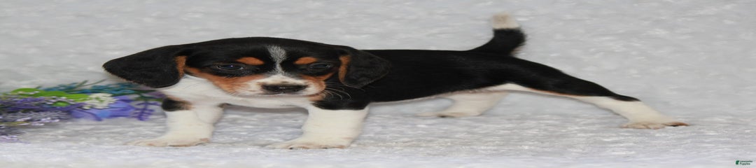 Whitley
