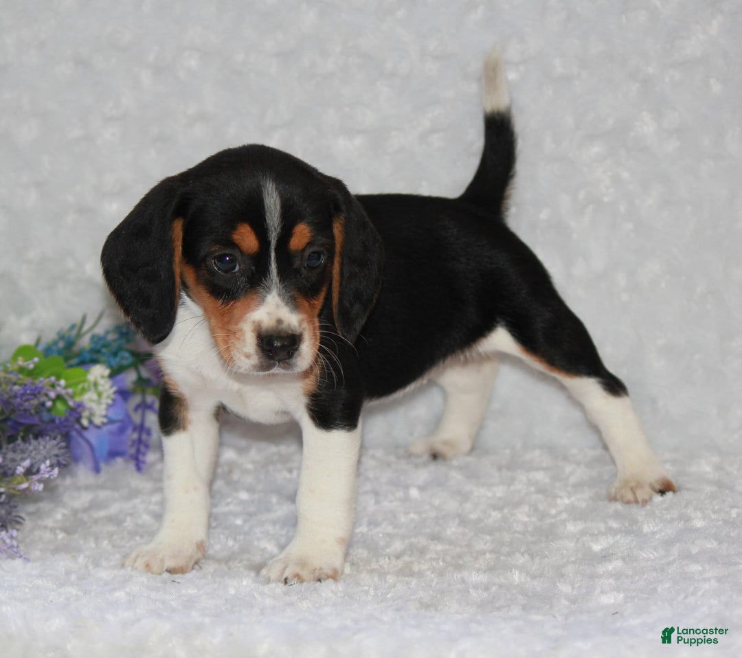 Beagle dogs for sale: Whitley - Image 4
