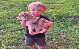 Gerberian Shepsky dogs for sale: Bella - Image 3