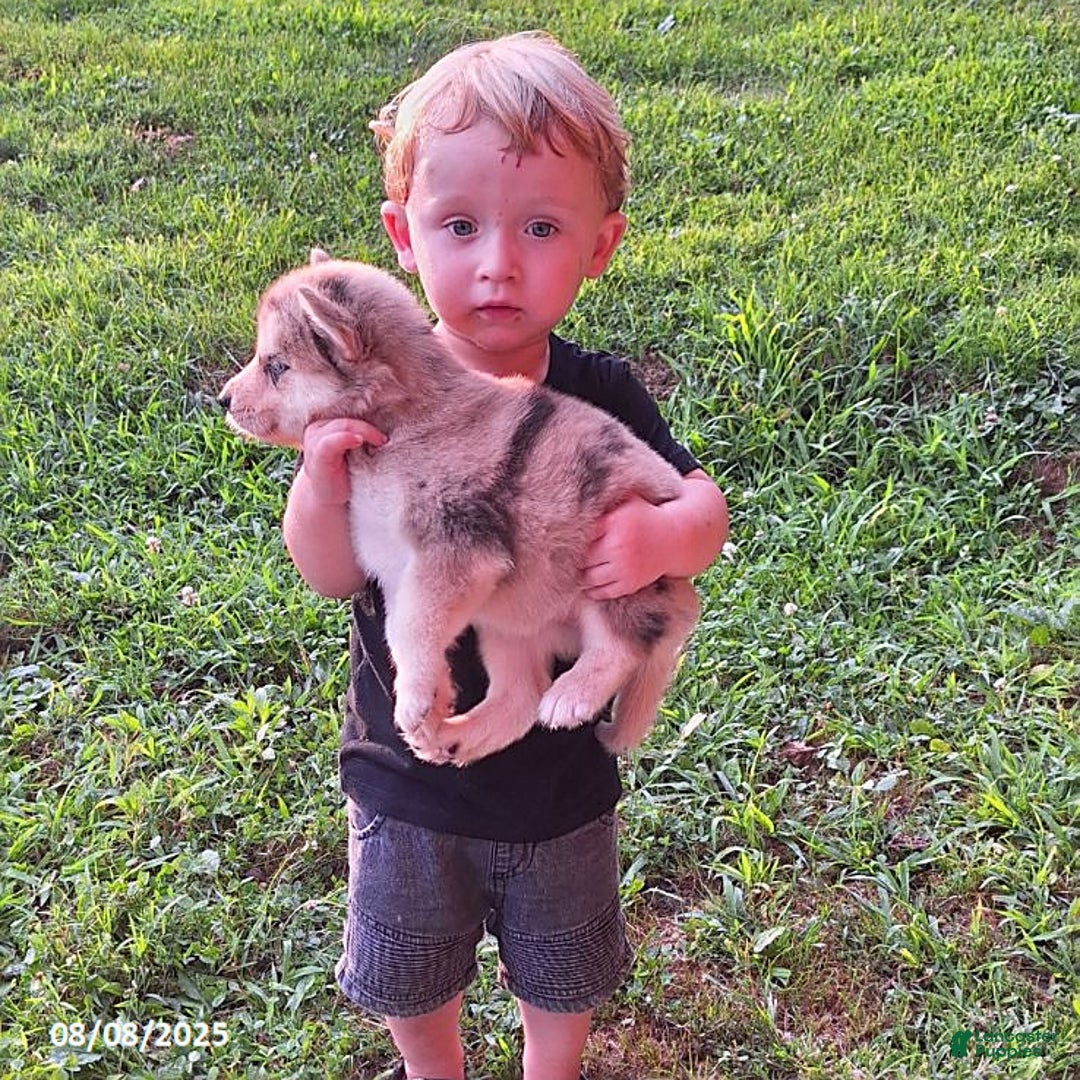 Gerberian Shepsky dogs for sale: Bella - Image 3