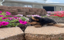 Yorkshire Terrier dogs for sale: Rebel - Image 12