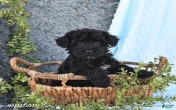 Havapoo dogs for sale: Bailey - Image 9